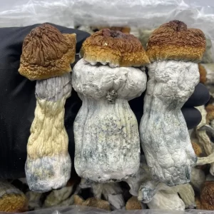 Penis Mushroom (Penis envy mushrooms)