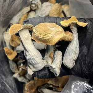 Magic mushrooms Order