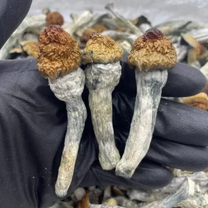 spitzkegeliger kahlkopf kaufen (psilocybe semilanceata)