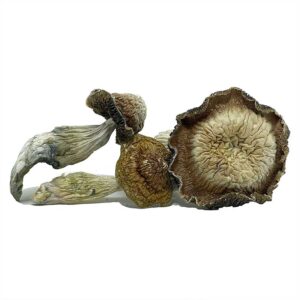 Tidal Wave Magic Mushrooms